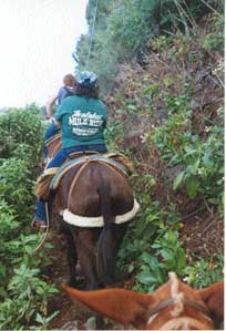 MuleRide